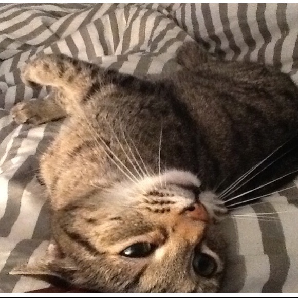 Meet your Posher, Lizzie - Picture 1 of 1